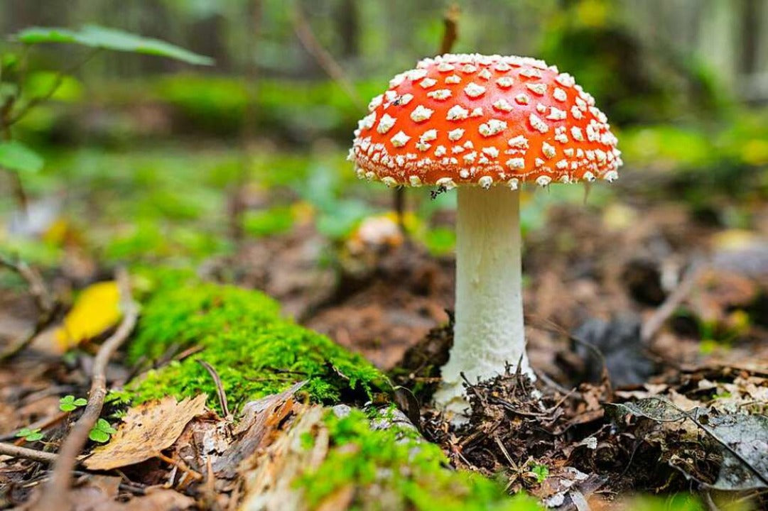 Fliegenpilz Kapseln (Amanita Muscaria) – Qualität aus der Schweiz