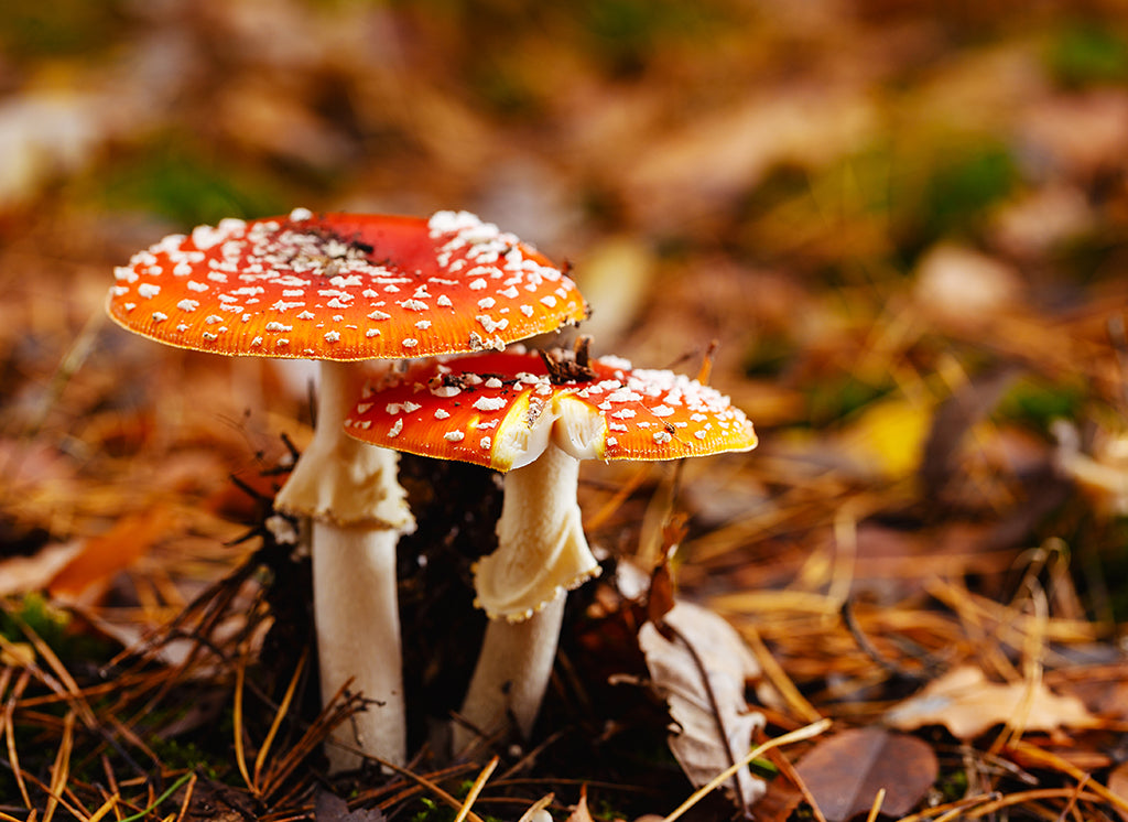 Fliegenpilz Kapseln (Amanita Muscaria) – Qualität aus der Schweiz