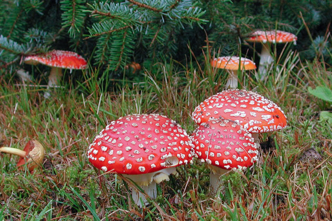 Fliegenpilz (Amanita muscaria)