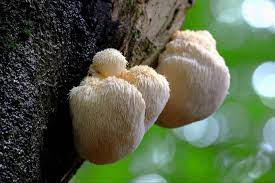 Lions Mane capsules