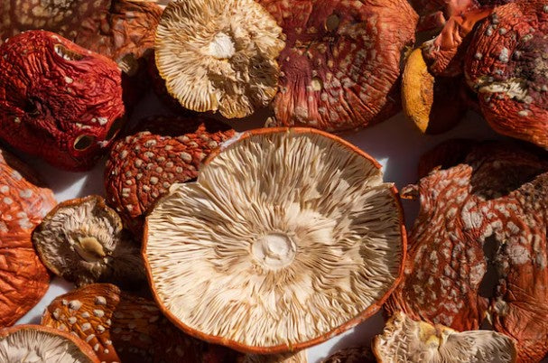 Fliegenpilz (Amanita muscaria)